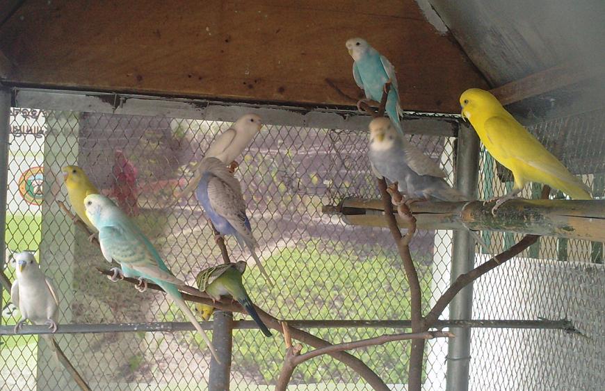 Budgerigar Breeding Pair large image 1