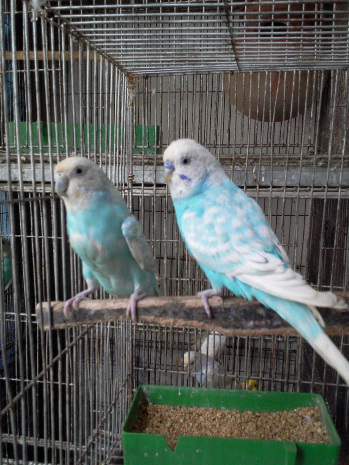 Spangle Budgerigar Breeding Pair large image 0