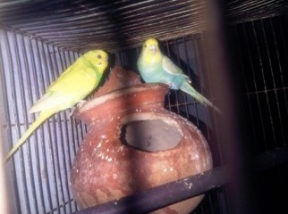 Budgigor Bird Breeding pair with egg Sale 01816-399606