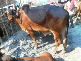 KURBANI COW