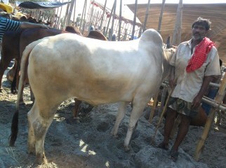 KURBANI COW ORIGIN FROM KUSTIA