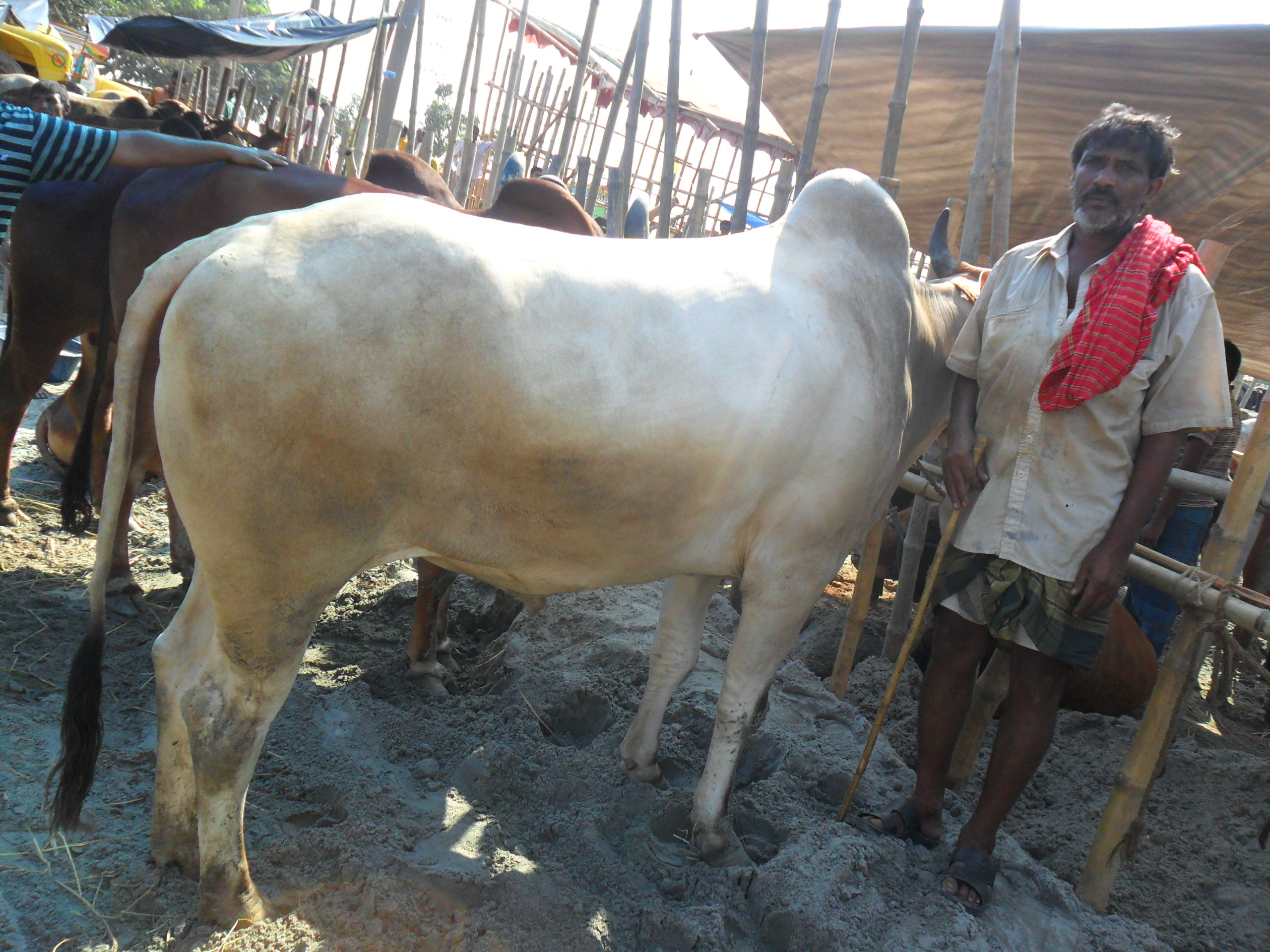 KURBANI COW ORIGIN FROM KUSTIA large image 0