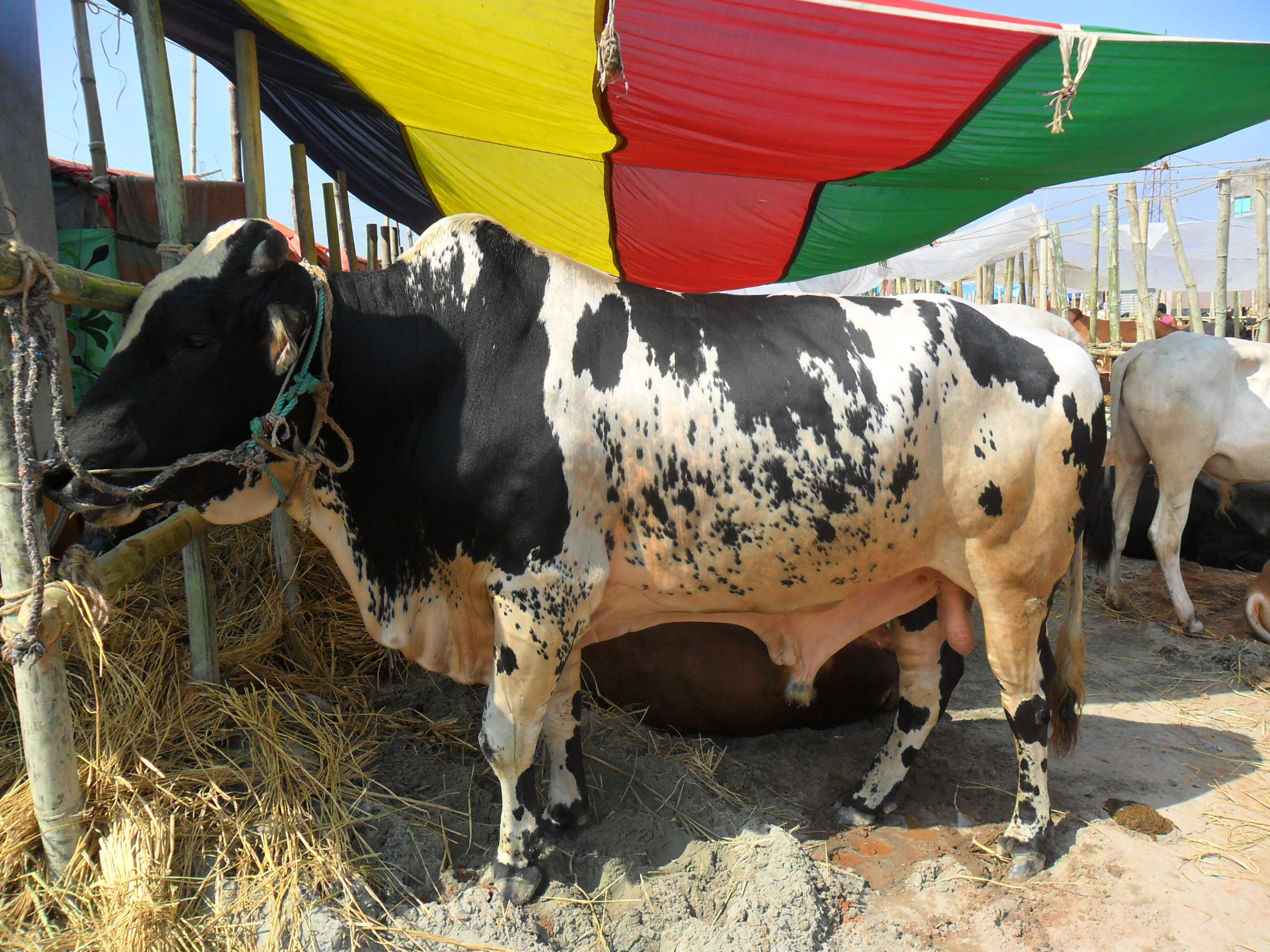 BLACK WHITE MIXED DESHI COW large image 0
