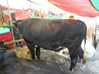 KURBANI COW FROM KUSTIA