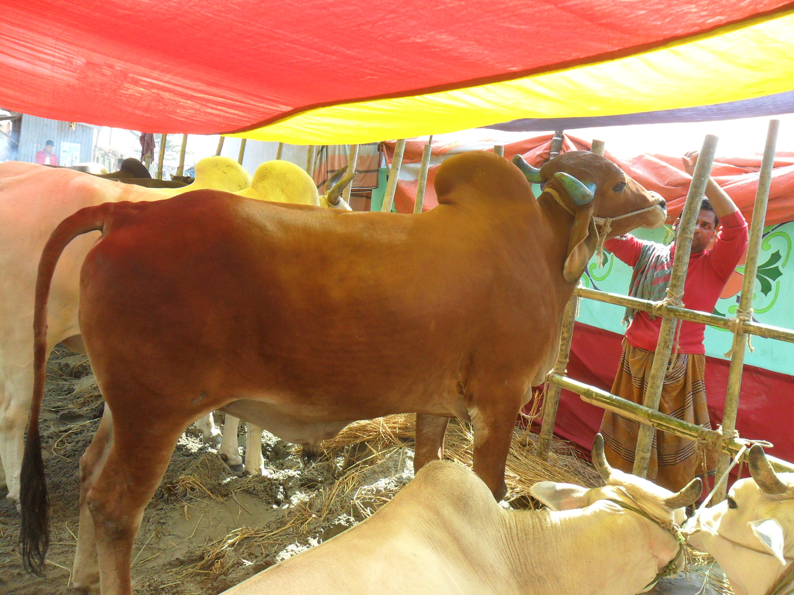 RED COLOR KURBANI COW FROM KUSTIA large image 0