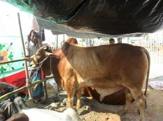 RED KURBANI COW