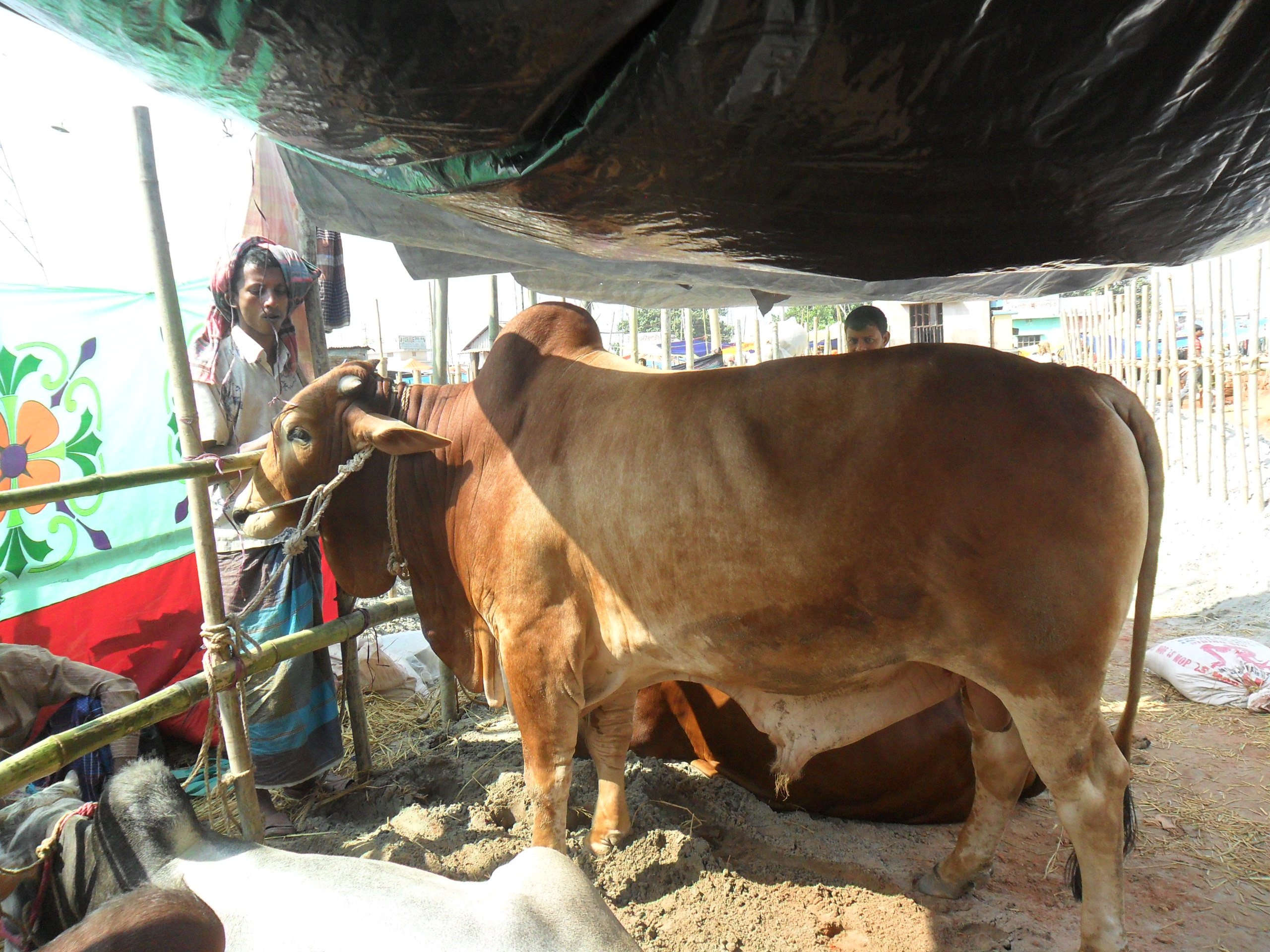 RED KURBANI COW large image 0