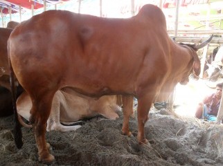 LAL RONGER KORBANI COW