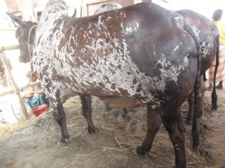 KUSTIAR KAZI KHAMARER COW