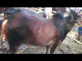 Cow FOR KURBANI EID