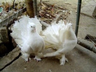 indian fantail breeding pair