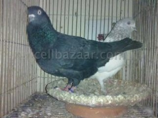 100 Giribuj Breeding pair 01723867721