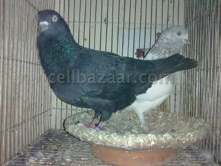 100 Giribuj Breeding pair 01723867721 large image 0