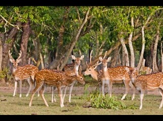 Dhaka- Sundarban- Dhaka