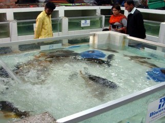 Kalibaush Live fish