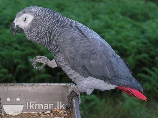 AFRICAN GRAY PARROT SUITABLE FOR A LOVELY PRESENT