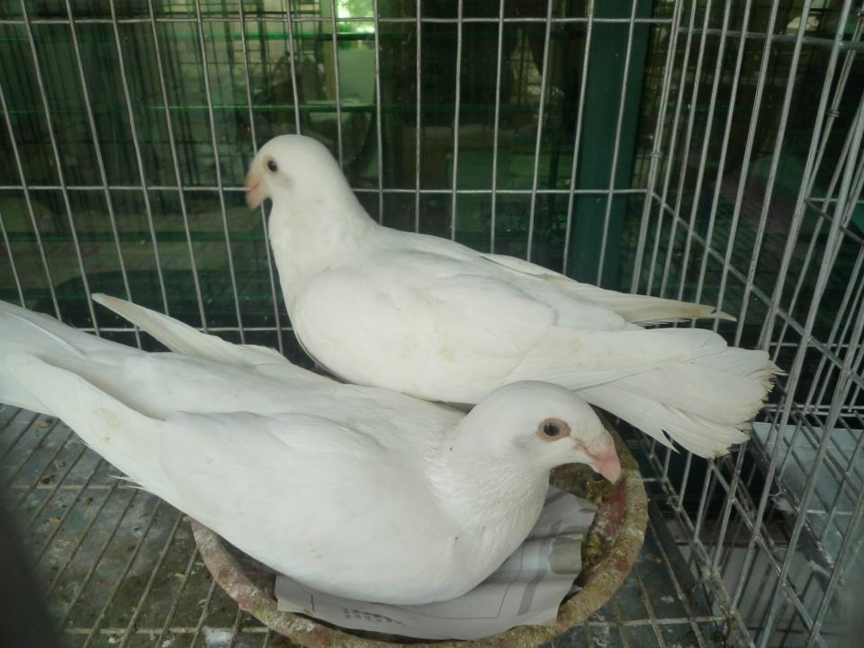 Baghdadi homer new adult pair for sell large image 0