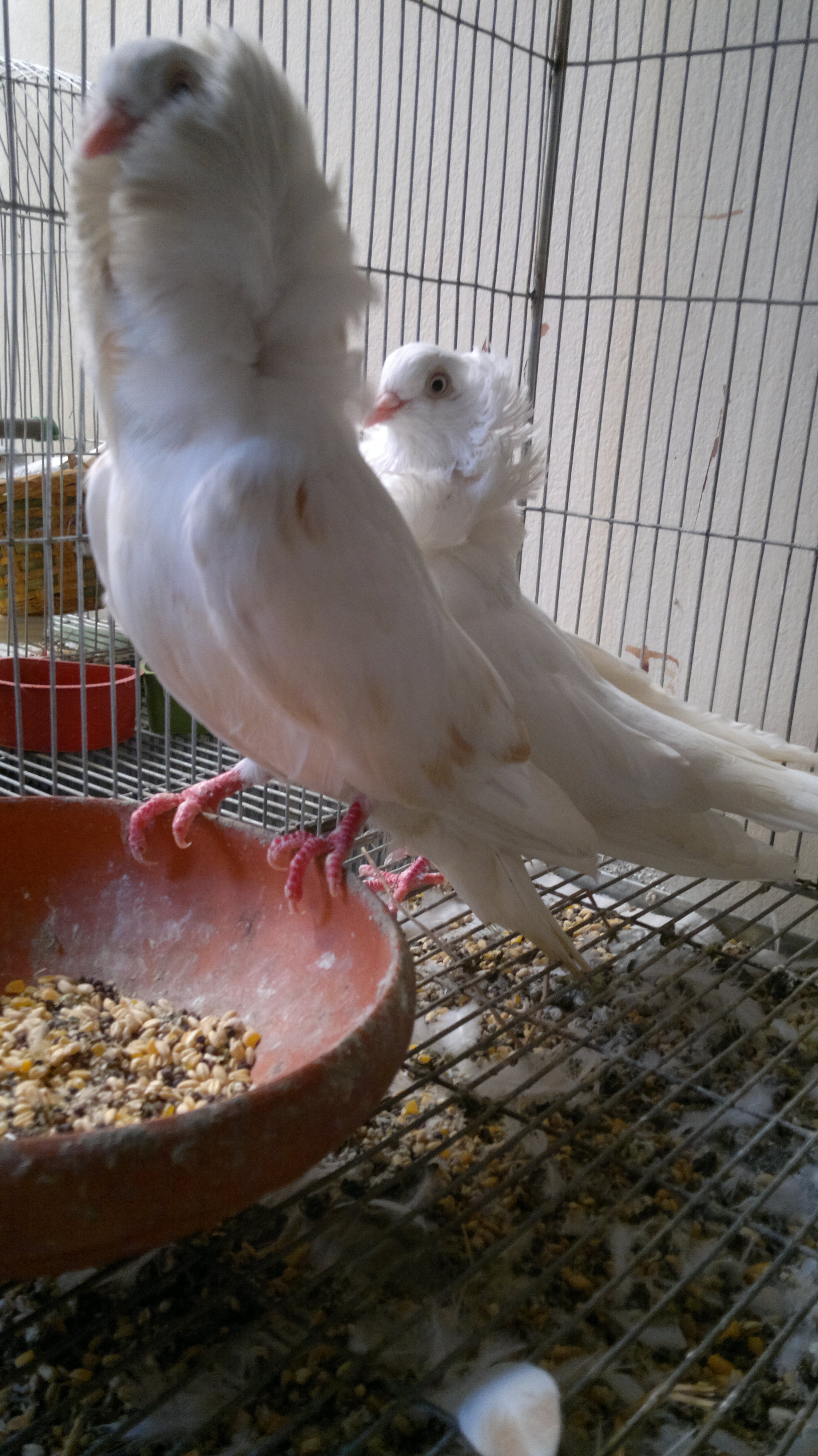 Adult white jacobin pigeon only 3500tk  large image 0