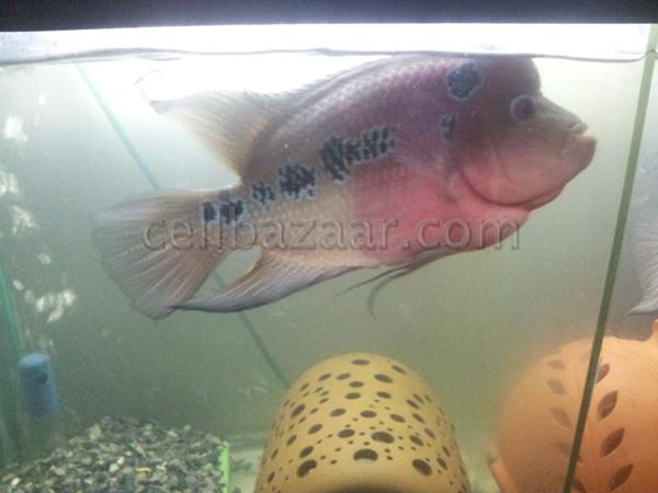 Fish Aquarium - Flower horn - 11 inches large image 0