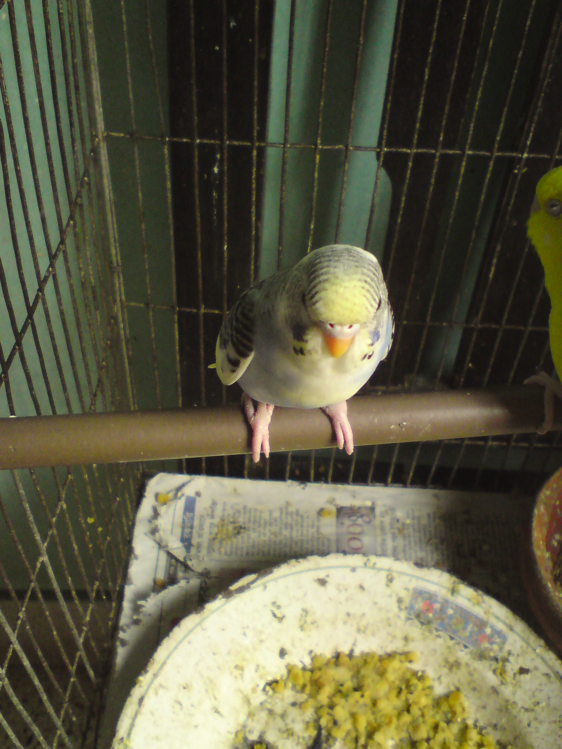 Budgies For sale large image 0